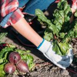 Czego nie uprawiać w ogrodzie warzywnym: ogrodnicy wymienili 5 problematycznych roślin, które łatwiej kupić Czego nie uprawiać w ogrodzie warzywnym: ogrodnicy wymienili 5 problematycznych