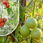 Dwieście gramów i są dojrzałe: hodowczyni warzyw podzieliła się metodą