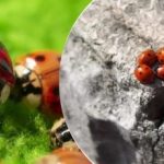 Hodowane i zrzucane z samolotów: po szarańczy Ukrainę atakuje nowy szkodnik Hodowane i zrzucane z samolotów: po szarańczy Ukrainę atakuje nowy