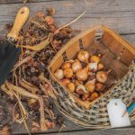 Jak przechowywać cebulki tulipanów zimą: czy można umieścić je w lodówce? Jak przechowywać cebulki tulipanów zimą: czy można umieścić je w