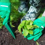 Kiedy sadzić truskawki jesienią, aby wiosną zbierać wiadra jagód: ważne