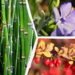 Których roślin ozdobnych lepiej nie sadzić w pobliżu domu: eksperci wymienili 10 niepożądanych gatunków Których roślin ozdobnych lepiej nie sadzić w pobliżu domu: eksperci