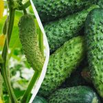 Ogórki przetrwają do mrozów: które odmiany można wysiewać we wrześniu?