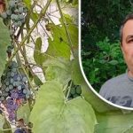 Prosta sztuczka na dobre zbiory: ogrodnik ujawnia głównego wroga winogron Prosta sztuczka na dobre zbiory: ogrodnik ujawnia głównego wroga winogron