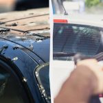 Ptaki nie będą już srać na samochody: oto, co musisz