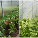 Rekordowe zbiory zaskoczą nawet sąsiadów: jak szybko nawilżyć glebę w szklarni Rekordowe zbiory zaskoczą nawet sąsiadów: jak szybko nawilżyć glebę w