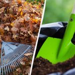 Sekret doświadczonych ogrodników: jak zrobić nawóz z opadłych liści w