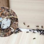 Żegnajcie, irytujące szkodniki: jak raz na zawsze pozbyć się mrówek