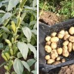 Co można sadzić w miejscu, w którym rosły ziemniaki: proste,