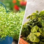 Co można sadzić zimą, aby pokonać sąsiadów: świeże zioła w