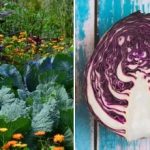 Dlaczego kapusta więdnie w grządce: wszystko zależy od jej sąsiadów