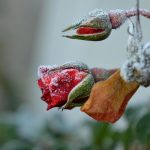 Jak prawidłowo przycinać róże, aby przetrwały zimę: ekspert udziela ważnych