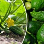 Jak uprawiać ogórki jesienią: sztuczki i najlepsze odmiany do zbiorów Jak uprawiać ogórki jesienią: sztuczki i najlepsze odmiany do zbiorów