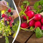 Jak wyhodować rzodkiewki w mieszkaniu w 25 dni: doświadczeni ogrodnicy podzielili się swoimi wskazówkami Jak wyhodować rzodkiewki w mieszkaniu w 25 dni: doświadczeni ogrodnicy