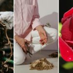 Jedna sadzonka da morze róż: sekret ogrodnictwa, który sprawdzi się