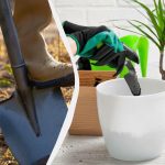 Kalendarz sadzenia roślin w pomieszczeniach i na zewnątrz: co i