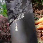 Marchew i buraki przyniosą obfite plony: złote dni dla siewu ozimego Marchew i buraki przyniosą obfite plony: złote dni dla siewu