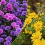 Niech zakwitną przed śniegiem: najlepszy sposób na przetrwanie zimy przez chryzantemy Niech zakwitną przed śniegiem: najlepszy sposób na przetrwanie zimy przez