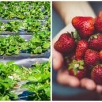 Ostatni akord jesieni: proste działania, które wpływają na jagody w przyszłym sezonie Ostatni akord jesieni: proste działania, które wpływają na jagody w