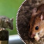 Szczury i myszy rozproszą się i znikną na zawsze, jeśli