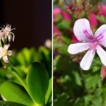 Tego nie można kupić w sklepie: „babcina” karma dla bujnego